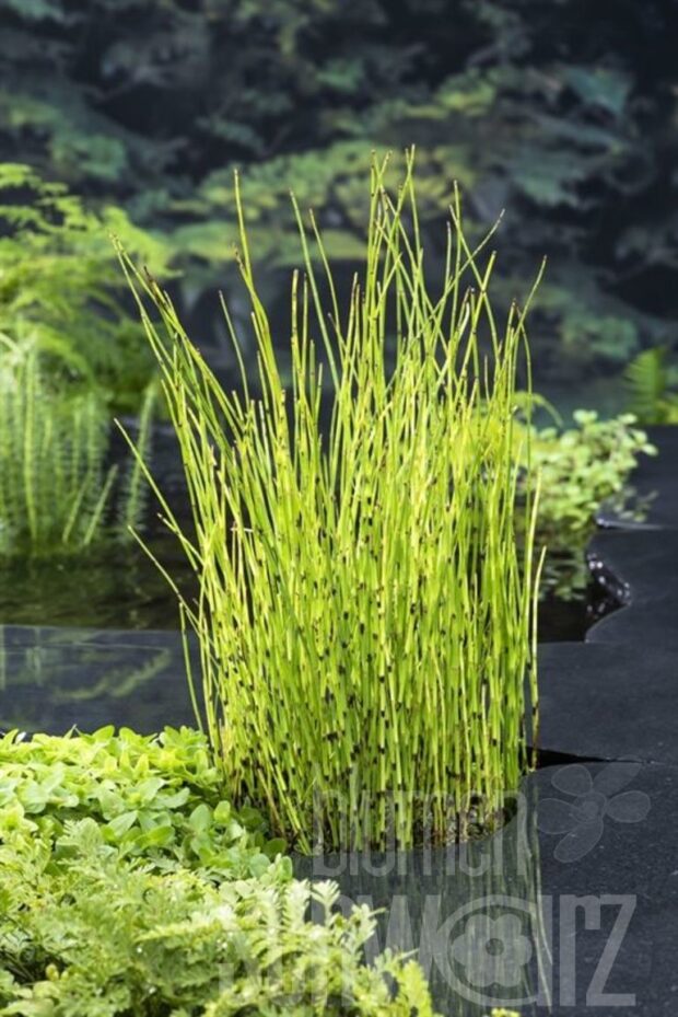 Equisetum fluviatile