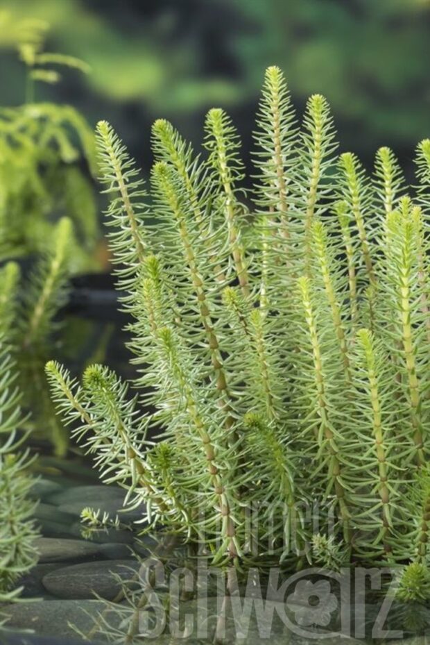 Hippuris vulgaris