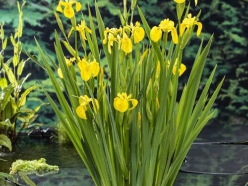 Iris pseudacorus