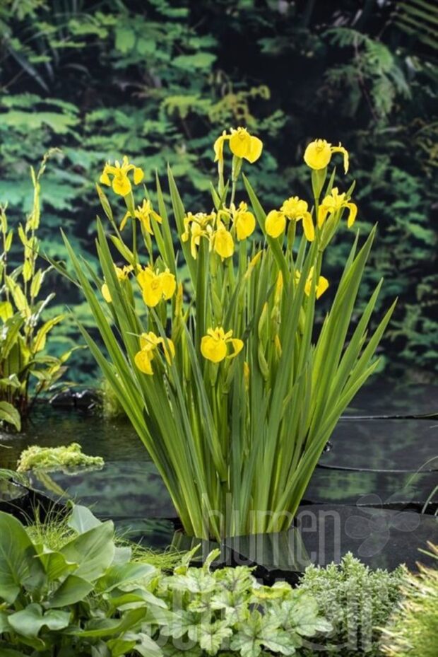 Iris pseudacorus