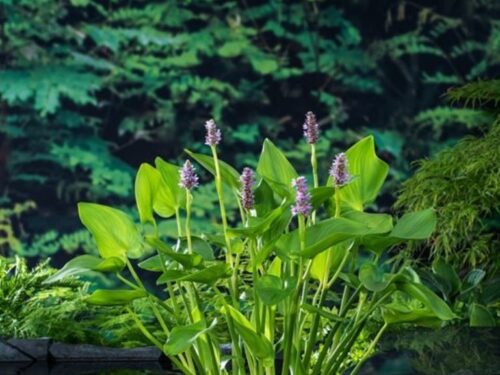 Pontederia cordata -Pink Pons-