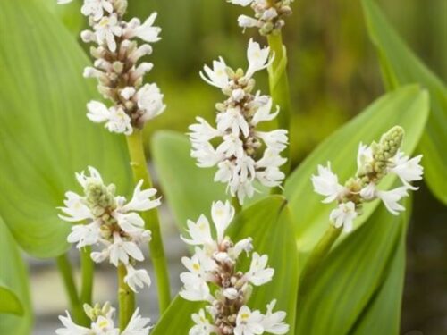 Pontederia cordata -White Pike-