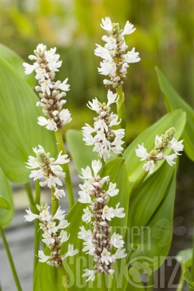 Pontederia cordata -White Pike-