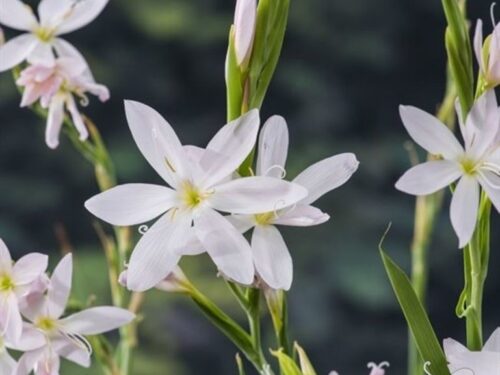 Hesperantha coccinea -Alba-