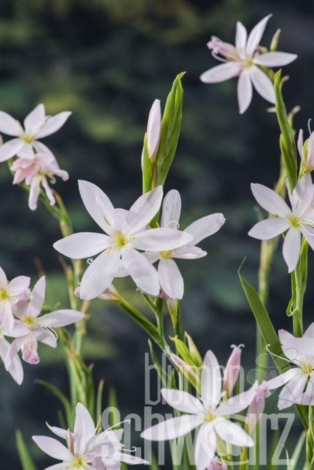 Hesperantha coccinea -Alba-
