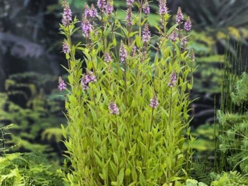 Stachys palustris