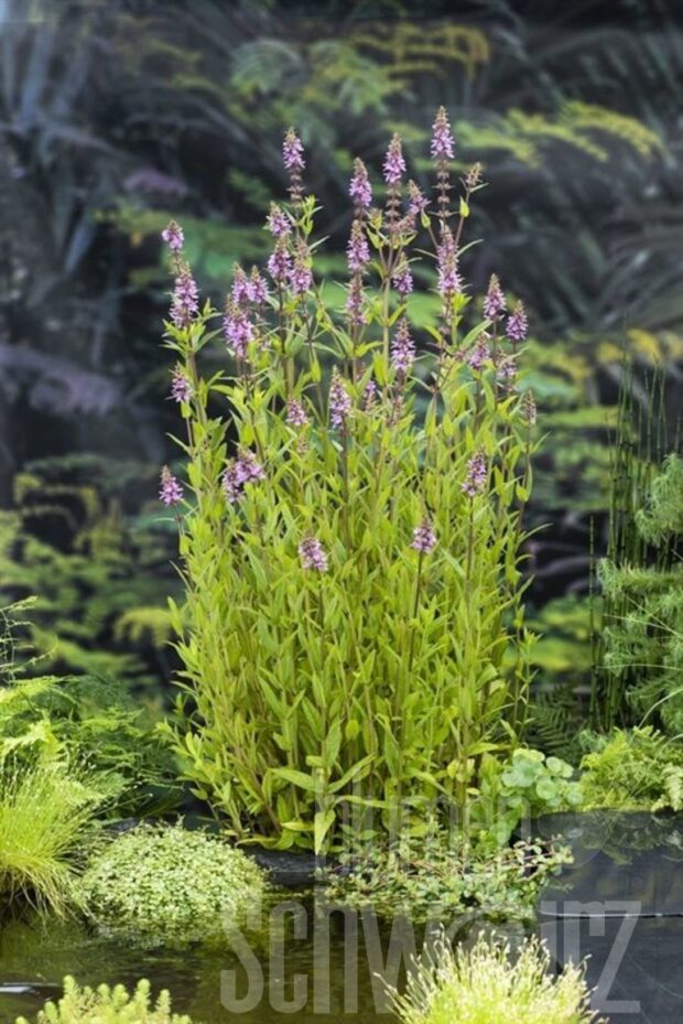 Stachys palustris