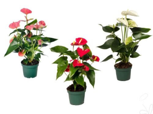 Anthurium (Andreanum Grp) gemischt 4 Farben