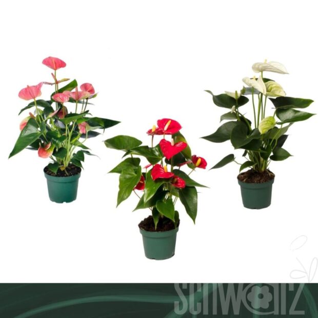 Anthurium (Andreanum Grp) gemischt 4 Farben