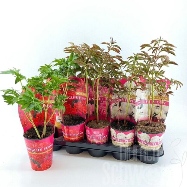 Paeonia gemischt
