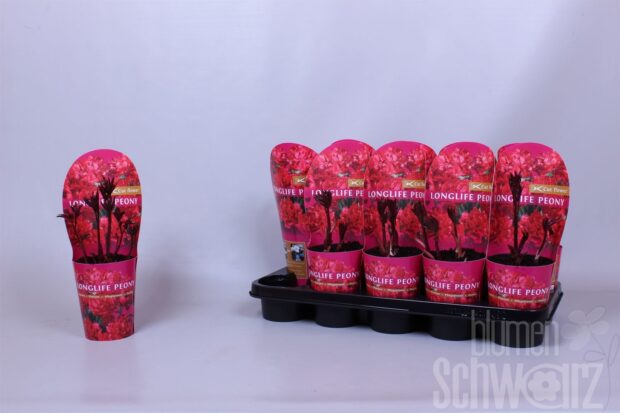 Paeonia sonstig Red