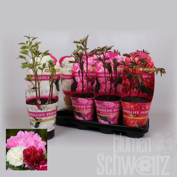 Paeonia gemischt