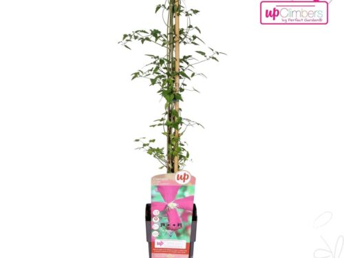 Clematis (Viticella Grp) -Madame Julia Correvon-
