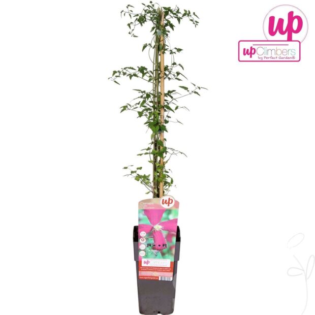 Clematis (Viticella Grp) -Madame Julia Correvon-