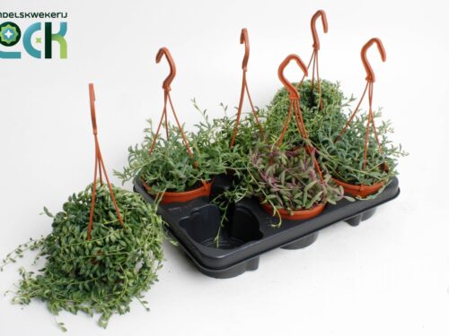 Senecio sonstig mixed hanging