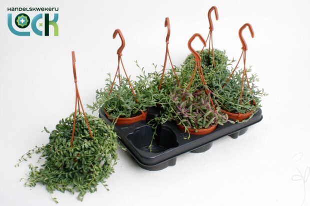 Senecio sonstig mixed hanging