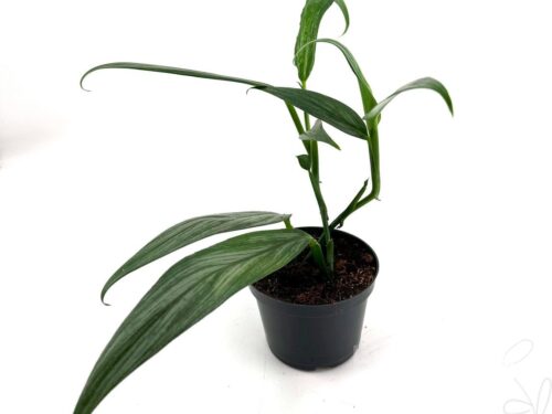 Epipremnum amplissimum -Silver Stripe-
