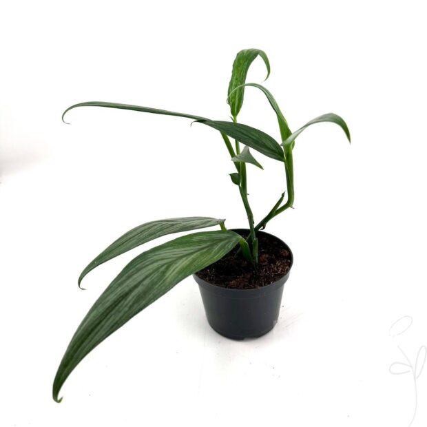 Epipremnum amplissimum -Silver Stripe-