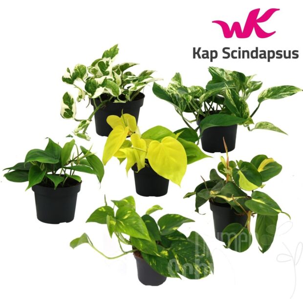 Epipremnum pinnatum gemischt