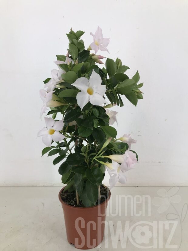 Mandevilla Sundaville White
