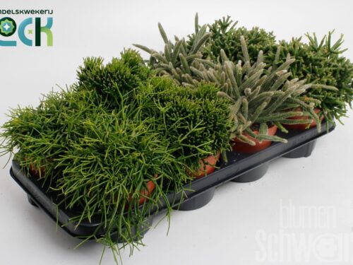 Rhipsalis sonstig Mixed