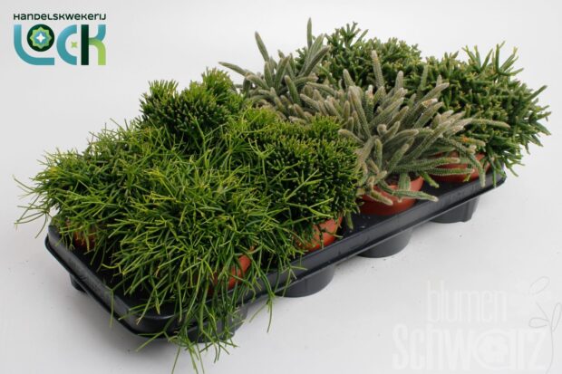 Rhipsalis sonstig Mixed