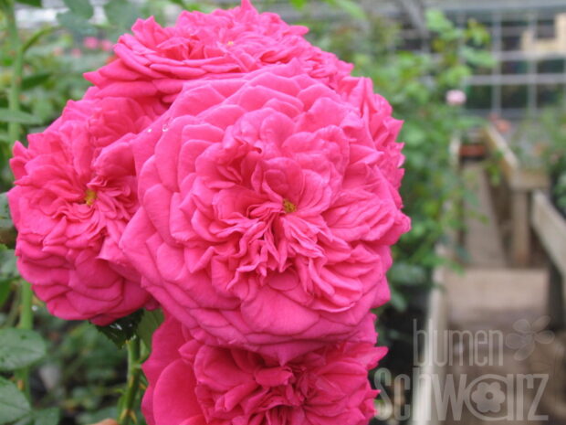 Rosa Laguna, Kletterrose