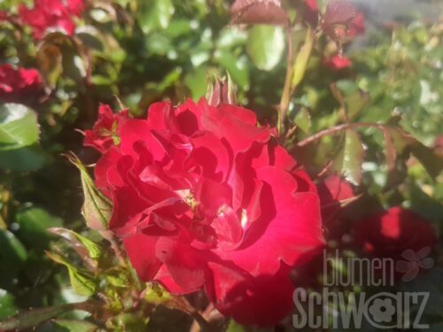 Rosa Rotilia, Beetrose