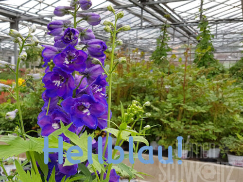 Delphinium Capri, Rittersporn
