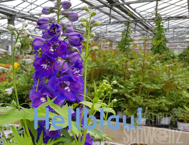 Delphinium Capri, Rittersporn