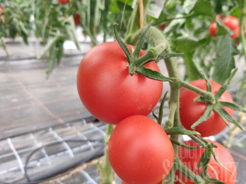 Lycopersiocn Harzfeuer, alte DDR Tomate