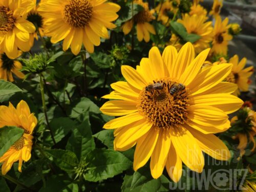 Helianthus Suncatcher, Sonnenblume