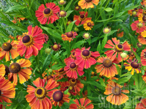 Helenium -Wonadonga-, Orange Sonnenbraut