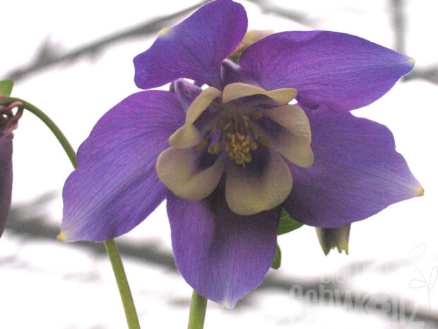 Aquilegia fl. -Winky Blue White-, Zwerg-Akelei blau-weiß