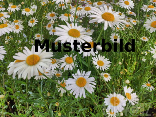 Leucanthemum Eisstern, Weiße Gartenmargerite