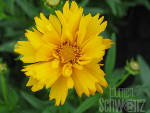 Coreopsis lanc. -Goldtaler-, Gelbes Mädchenauge