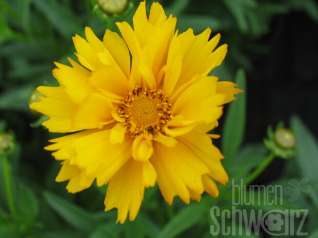 Coreopsis lanc. -Goldtaler-, Gelbes Mädchenauge