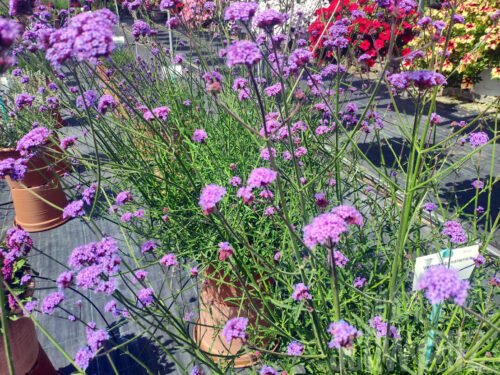 Verbena can. Muriel - Fliederfarbenes Eisenkraut