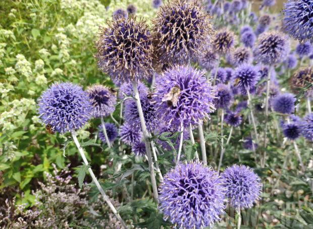 Echinops ban. -Blue Globe-, Kugeldistel