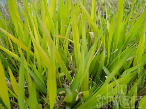 Phalaris arundinacea Pure Gold - Rohr-Glanzgras