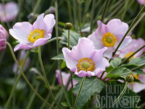 Anemone Pink Cloud, Herbstanemone