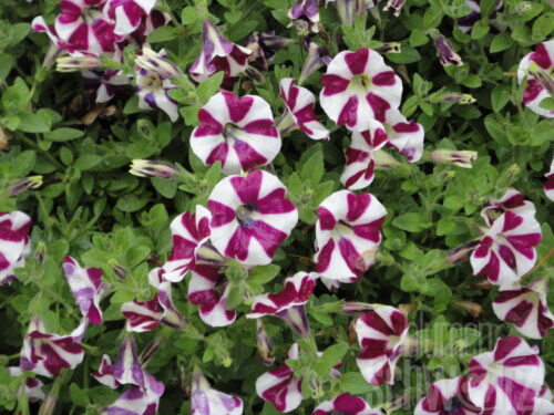 Petunia Vista Raspberry Star