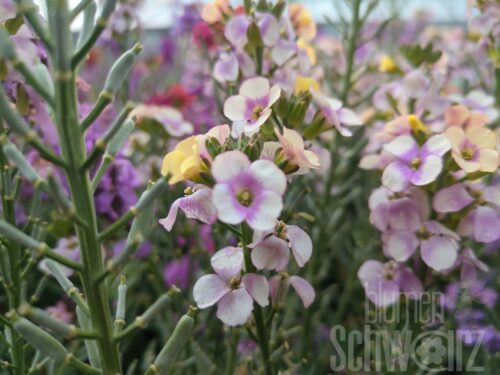 Erysimum RYSI Winter Love