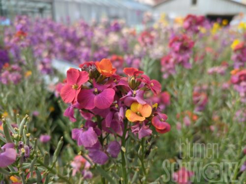 Erysimum RYSI Winter Orchid