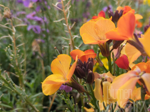 Erysimum RYSI Copper