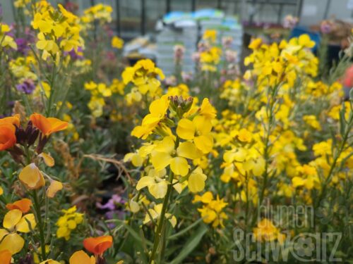 Erysimum RYSI Winter LIght