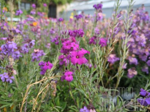 Erysimum Winter Joy, Goldlack