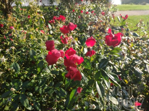 Rosa Rouge Meilove für Red Leon da Vinci HST 60cm