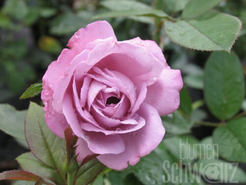 Rosa Novalis