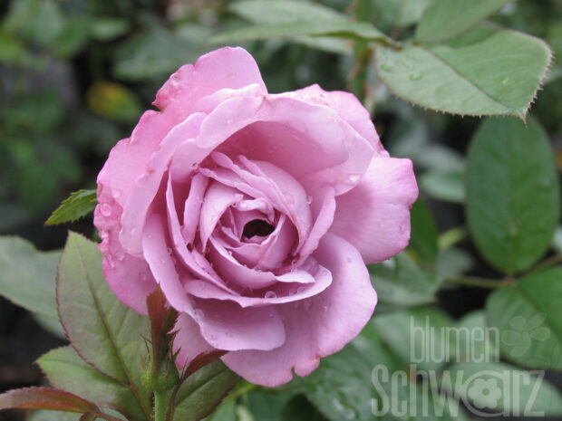 Rosa Novalis